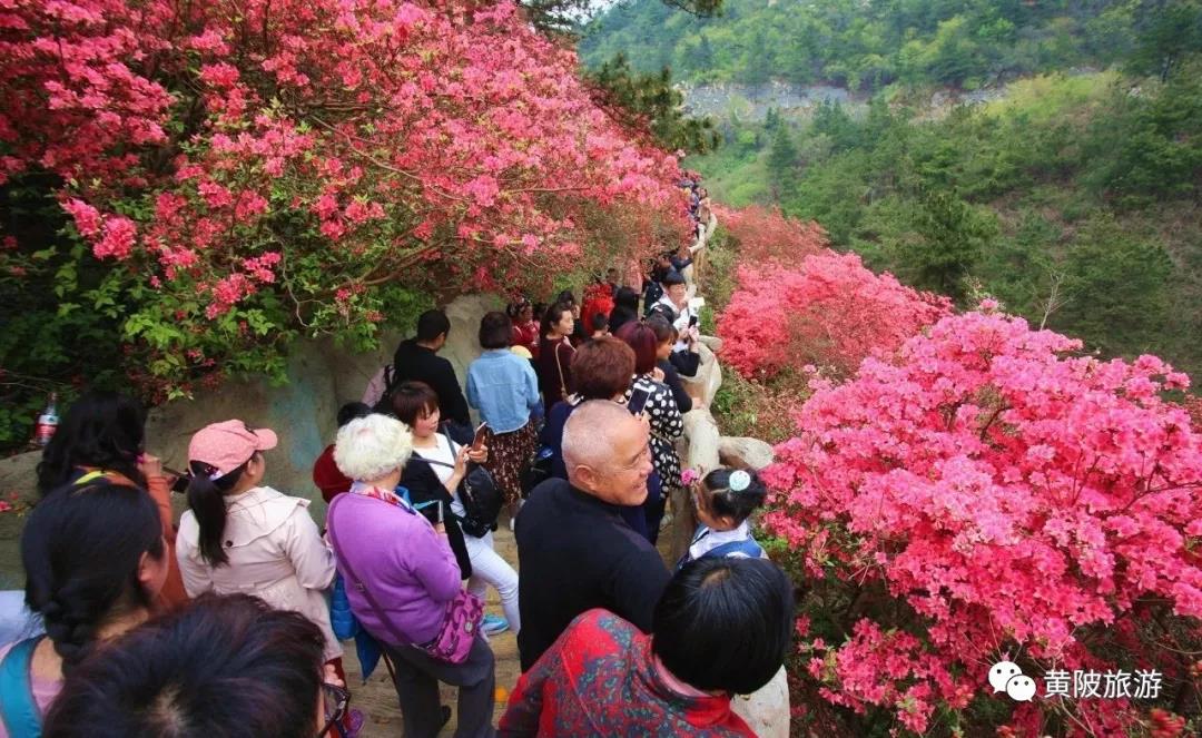 木兰云雾山漫山杜鹃花盛开,赏花游客络绎不绝.